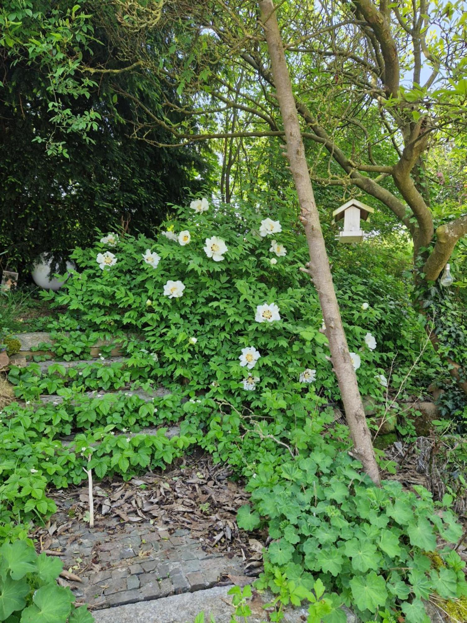 Wohnung Mit Sauna, Garten & Schwimmteich Bietigheim-Bissingen Εξωτερικό φωτογραφία
